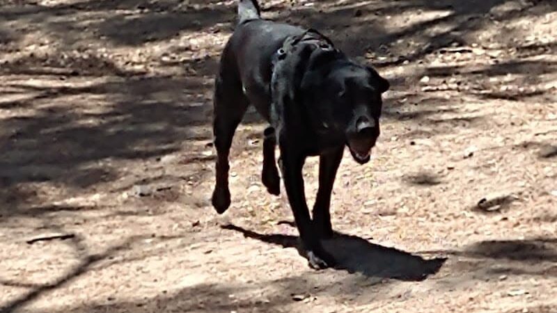 Linda Ave Dog Park - Piedmont, CA