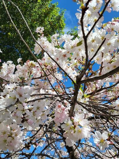 Linda Ave Dog Park - Piedmont, CA