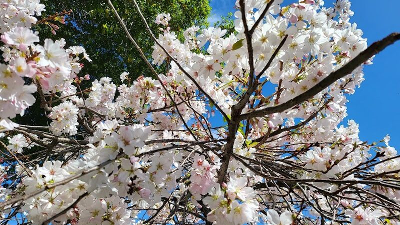 Linda Ave Dog Park - Piedmont, CA