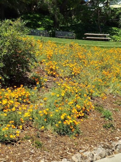 Linda Ave Dog Park - Piedmont, CA