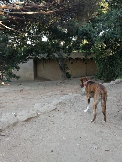 Linda Ave Dog Park - Piedmont, CA