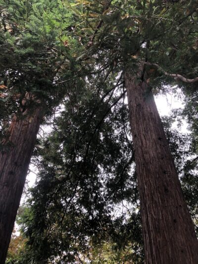 Piedmont - Piedmont, CA