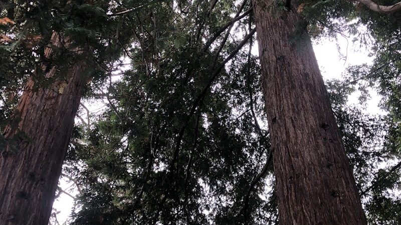 Piedmont - Piedmont, CA