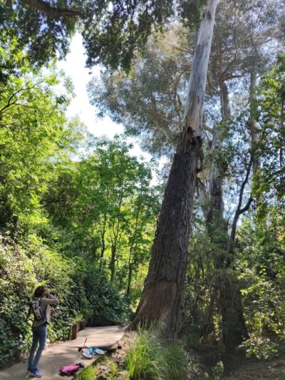 Piedmont Park - Piedmont, CA
