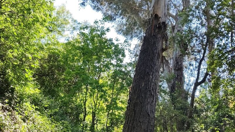 Piedmont Park - Piedmont, CA