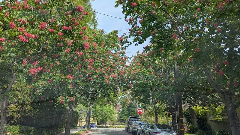 Piedmont Park - Piedmont, CA