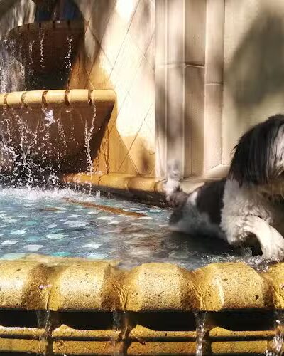 Piedmont Park - Piedmont, CA