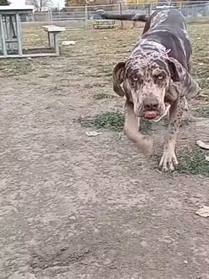 Pierre Community Dog Park - Pierre, SD