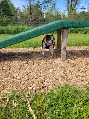 Dog Park at Arise Church - Pinckney, MI