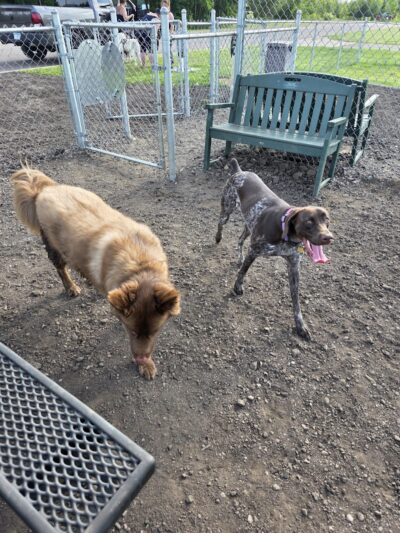 Jane Robbins Memorial Dog Park - Pine City, MN