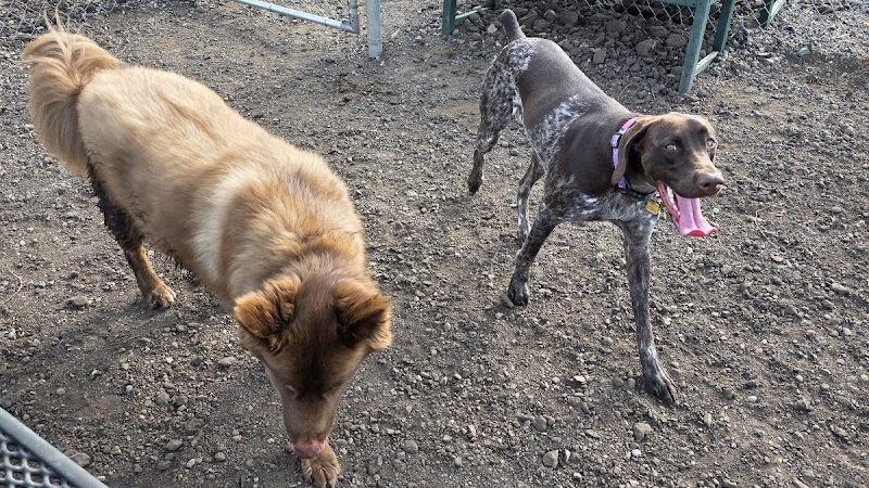 Jane Robbins Memorial Dog Park - Pine City, MN