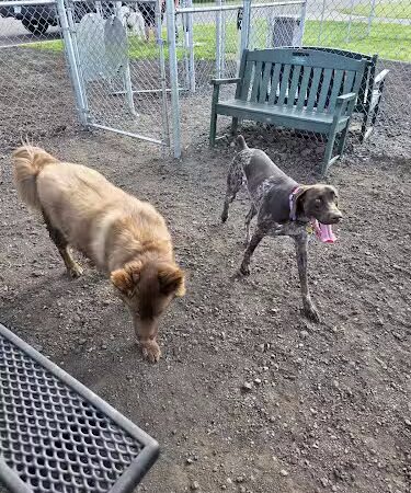 Jane Robbins Memorial Dog Park - Pine City, MN