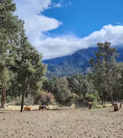 Pine Mountain Club Dog Park - Pine Mountain Club, CA