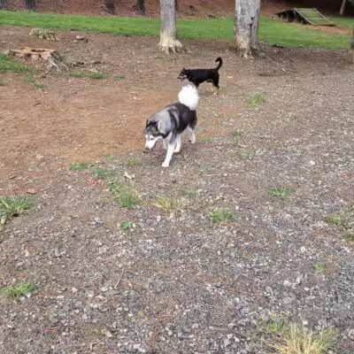 Canine Commons Dog Park - Pineville, NC