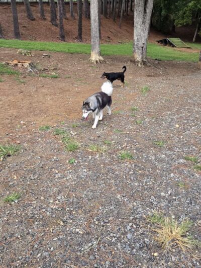 Canine Commons Dog Park - Pineville, NC
