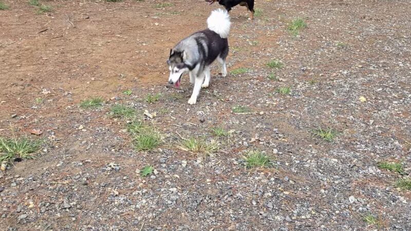 Canine Commons Dog Park - Pineville, NC