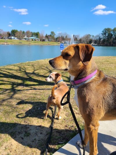 Canine Commons Dog Park - Pineville, NC