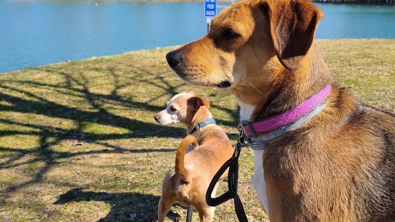 Canine Commons Dog Park - Pineville, NC