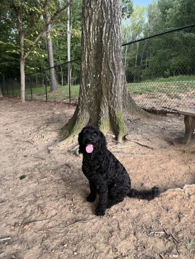 Canine Commons Dog Park - Pineville, NC