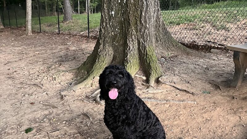 Canine Commons Dog Park - Pineville, NC