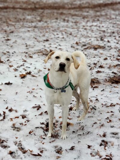 Canine Commons Dog Park - Pineville, NC