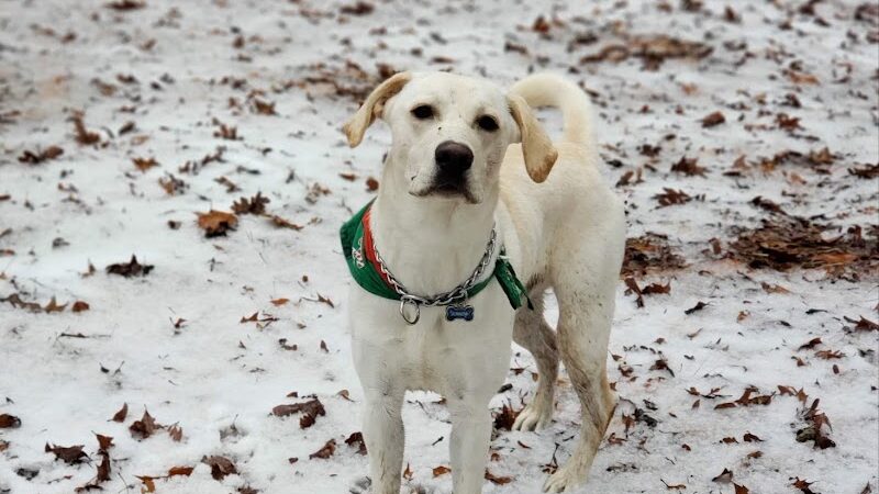 Canine Commons Dog Park - Pineville, NC