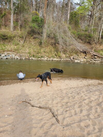 Canine Commons Dog Park - Pineville, NC