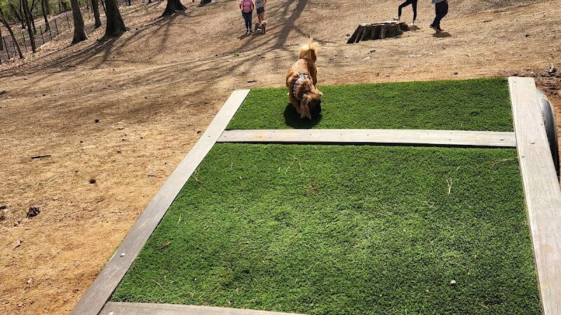 Canine Commons Dog Park - Pineville, NC