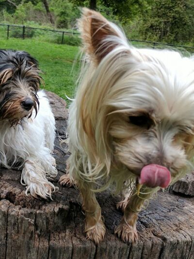 Pinole Valley Dog Park - Pinole, CA