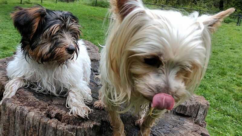 Pinole Valley Dog Park - Pinole, CA