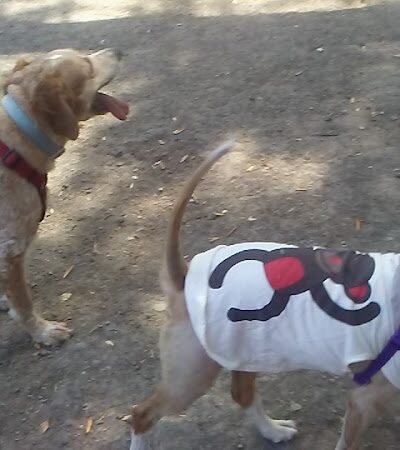 Pinole Valley Dog Park - Pinole, CA