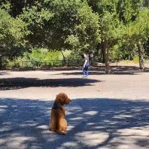 Pinole Valley Dog Park - Pinole, CA