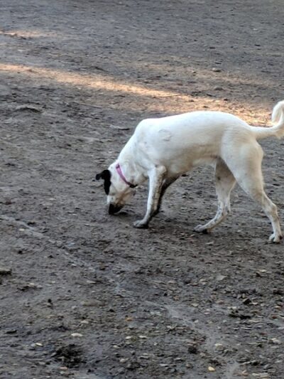 Pinole Valley Dog Park - Pinole, CA