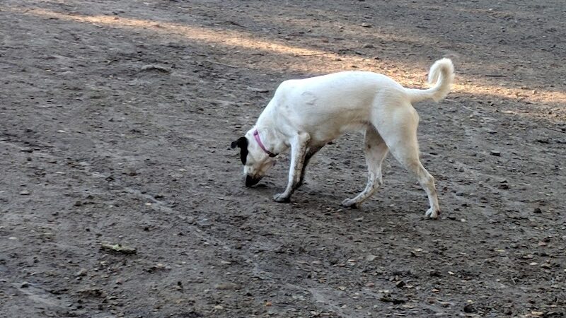 Pinole Valley Dog Park - Pinole, CA