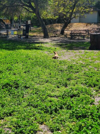 Pinole Valley Dog Park - Pinole, CA