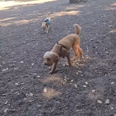 Pinole Valley Dog Park - Pinole, CA