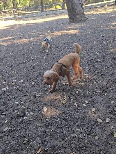 Pinole Valley Dog Park - Pinole, CA