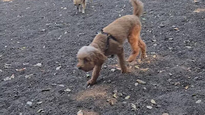 Pinole Valley Dog Park - Pinole, CA