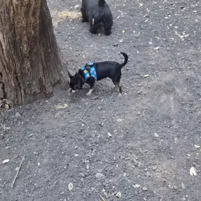 Pinole Valley Dog Park - Pinole, CA