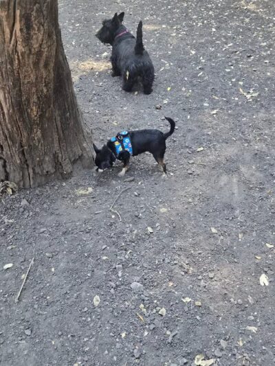 Pinole Valley Dog Park - Pinole, CA