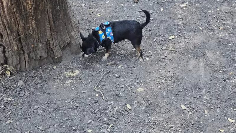 Pinole Valley Dog Park - Pinole, CA