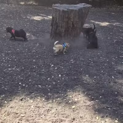 Pinole Valley Dog Park - Pinole, CA