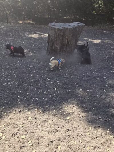 Pinole Valley Dog Park - Pinole, CA