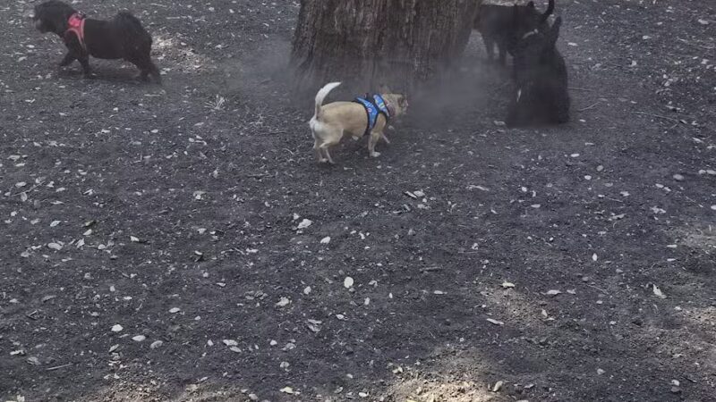 Pinole Valley Dog Park - Pinole, CA