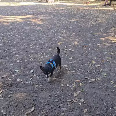 Pinole Valley Dog Park - Pinole, CA