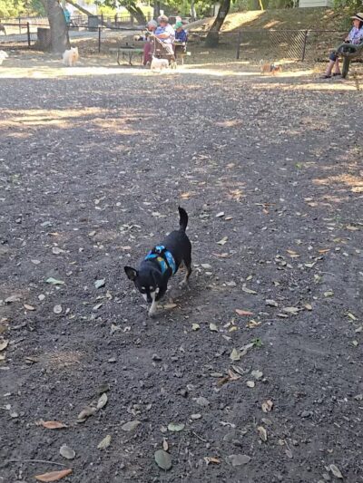 Pinole Valley Dog Park - Pinole, CA