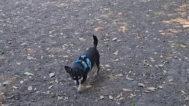 Pinole Valley Dog Park - Pinole, CA
