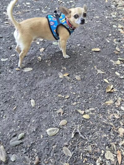 Pinole Valley Dog Park - Pinole, CA