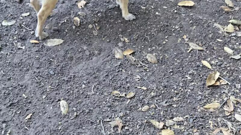 Pinole Valley Dog Park - Pinole, CA