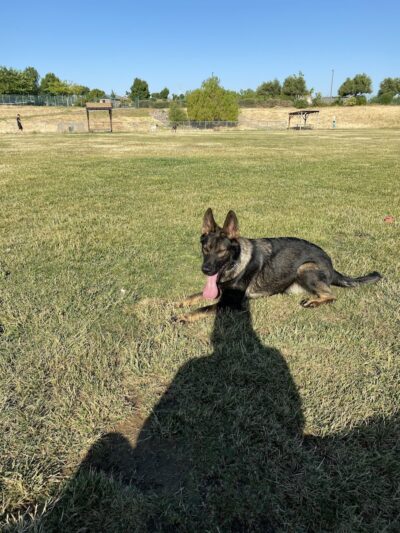 Highlands Ranch Dog Park - Pittsburg, CA